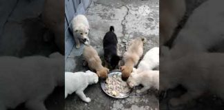 В добрые руки 🐕