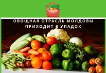 Овощной кризис в Молдове. Поставки овощей из-за границы выросли в восемь раз Овощная отрасль Молдовы приходит в упадок