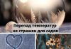 Температурные перепады не представляют большой опасности для садов и виноградников Молдовы Перепад температур не страшен для садов