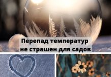 Температурные перепады не представляют большой опасности для садов и виноградников Молдовы Перепад температур не страшен для садов