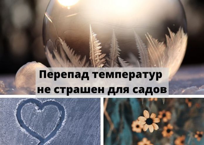 Перепад температур не страшен для садов