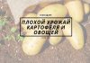 В 2020 году в Молдове валовой урожай картофеля и овощей оказался ниже прогнозов Плохой урожай картофеля и овощей