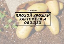 В 2020 году в Молдове валовой урожай картофеля и овощей оказался ниже прогнозов Плохой урожай картофеля и овощей
