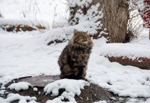 Погода 10 января в Приднестровье Погода