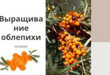 В Молдове появится питомник по выращиванию облепихи Выращивание облепихи