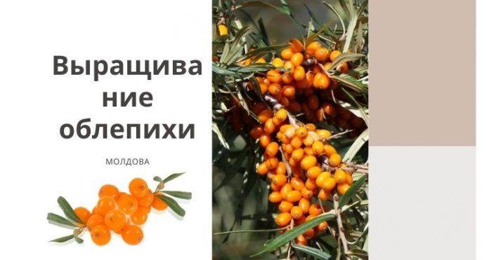 Выращивание облепихи