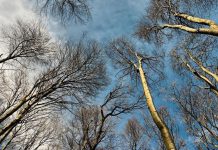 В Приднестровье ожидается усиление ветра В Приднестровье ожидается усиление ветра