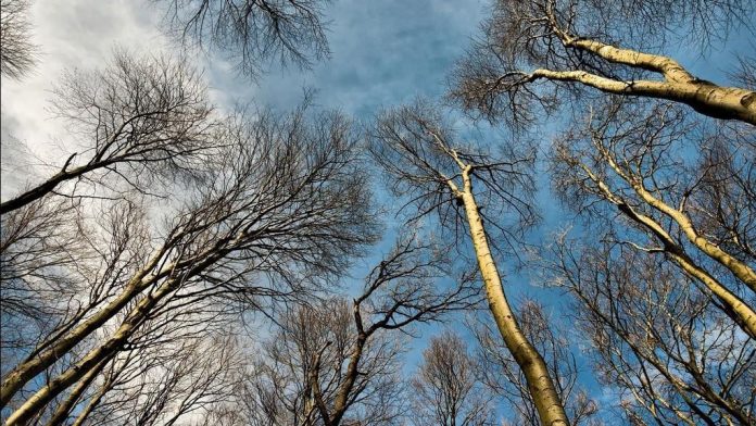 В Приднестровье ожидается усиление ветра