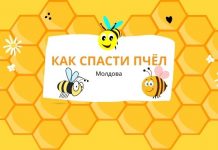 Кампания по защите пчёл стартовала в Молдове как спасти пчёл