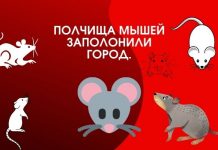 Тысячи мышей заполонили город и привели к гибели домашнего скота