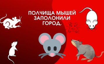 Тысячи мышей заполонили город и привели к гибели домашнего скота