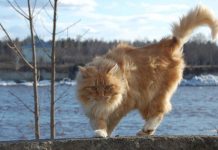 Погода 19 ноября 2023 года в Приднестровье синоптики, погода,ветер