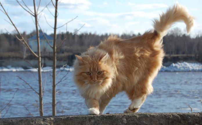 синоптики, погода,ветер