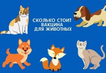 Сколько стоит вакцина от коронавируса для животных Сколько стоит вакцина для животных