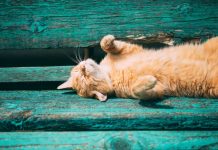 Погода на 28 марта в Приднестровье В Приднестровье потеплеет до +17