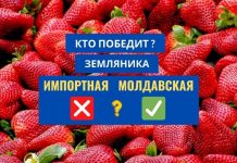Первая молдавская земляника продается вдвое дороже импортной ягоды земляника импортная Молдавская