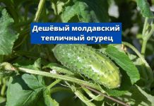 Сезон тепличных молдавских огурцов 🥒 начался с низких цен Дешёвый молдавский тепличный огурец