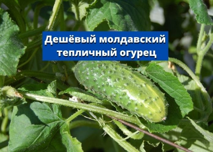 Дешёвый молдавский тепличный огурец Дешёвый молдавский тепличный огурец