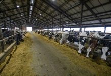 Молдова рискует остаться без отечественного молока. Скот кормить нечем, коров отправляют на бойню Ферма. Фото SPUTNIK _ MIHAI CARAUS