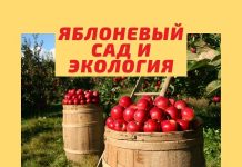 Гектар яблоневого сада производит около 30 тонн кислорода в год Яблоневый сад и экология