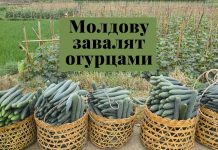 В Молдове увеличивают плантации под огурец 🥒 Молдову завалят огурцами