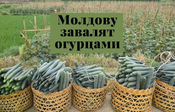 Молдову завалят огурцами
