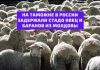 Стадо овец и баранов, доставленных из Республики Молдова задержаны на таможне в Архангельске На таможне в россии задержали стадо овец и баранов из молдовы