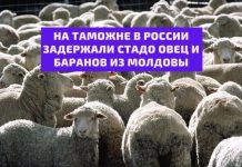 Стадо овец и баранов, доставленных из Республики Молдова задержаны на таможне в Архангельске На таможне в россии задержали стадо овец и баранов из молдовы
