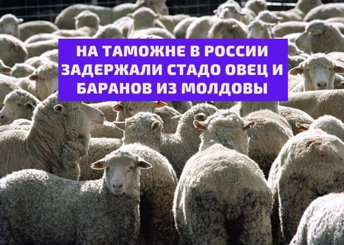 Стадо овец и баранов, доставленных из Республики Молдова задержаны на  таможне в Архангельске – LikTV