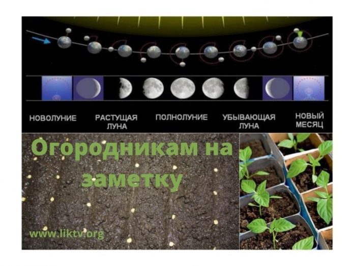 Огородникам на заметку. Благоприятные дни для посева