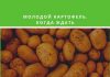 Ранний картофель местного производства в Молдове будет позже запланированного срока Ранний картофель