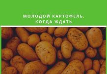 В Молдове ранний 🥔 картофель будет поздним Ранний картофель