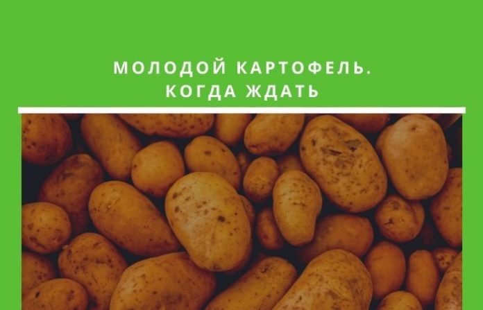 Ранний картофель