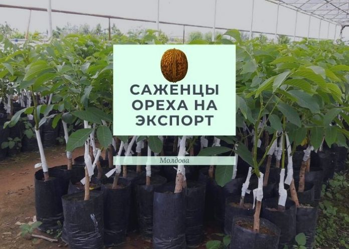 Саженцы ореха на экспорт