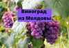 В первом квартале 2021 года Молдова резко нарастила экспорт винограда 🍇 Виноград из Молдовы
