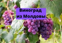 Уборка винограда «Молдова» начнется раньше Виноград из Молдовы