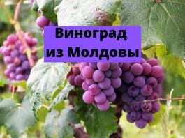 Урожай столового винограда в Молдове в 2026 году окажется ниже, чем годом ранее Виноград из Молдовы