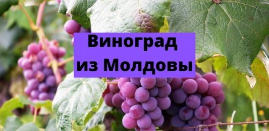 Урожай столового винограда в Молдове в 2026 году окажется ниже, чем годом ранее Виноград из Молдовы
