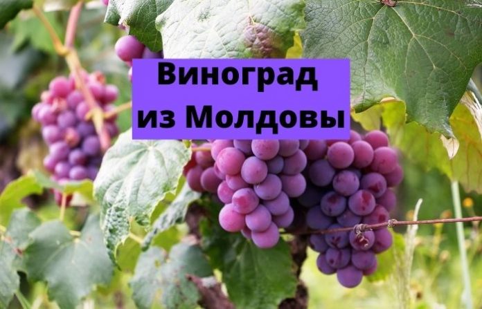 Виноград из Молдовы