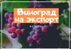 Молдова в 2022 году отправит на экспорт меньше винограда, чем в прошлом виноград, рынок, молдавских проблема сельхозпродукции