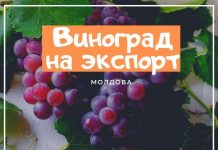 Молдова в 2022 году отправит на экспорт меньше винограда, чем в прошлом виноград, рынок, молдавских проблема сельхозпродукции
