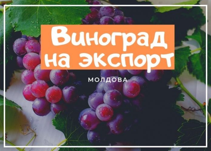 виноград, рынок, молдавских проблема сельхозпродукции