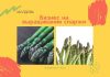 Бизнес на спарже можно делать в Молдове Бизнес на выращивании спаржи