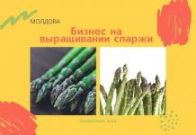 Бизнес на спарже можно делать в Молдове Бизнес на выращивании спаржи