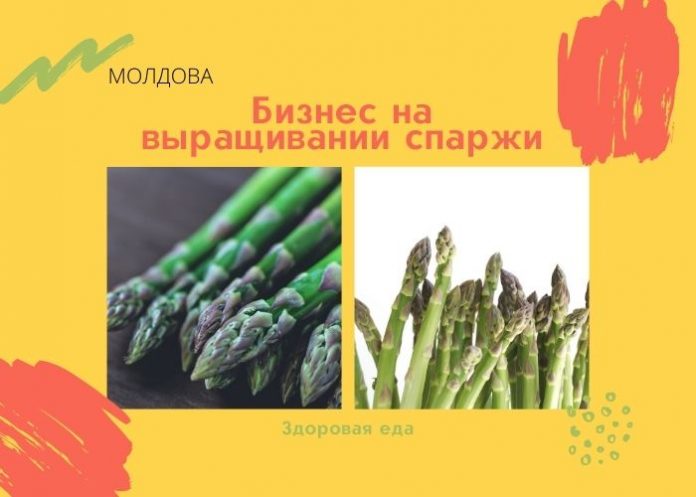 Бизнес на выращивании спаржи