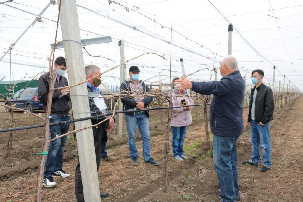 система Pergola