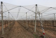 Производители столового винограда 🍇 в Приднестровье заинтересованы во внедрении системы Пергола система Pergola