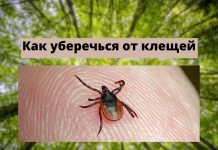 Три способа борьбы с клещами Как уберечься от клещей