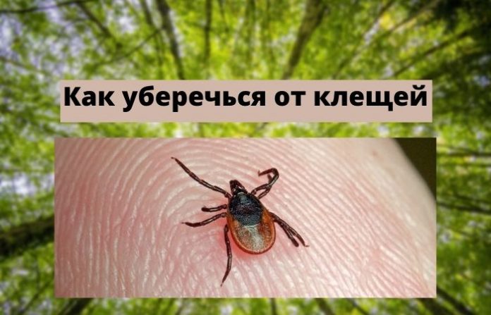 Как уберечься от клещей