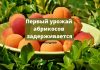 Абрикосы в Молдове поспеют позже Первый урожай абрикосов задерживается